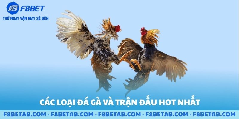 Các loại đá gà và các trận chiến hot nhất