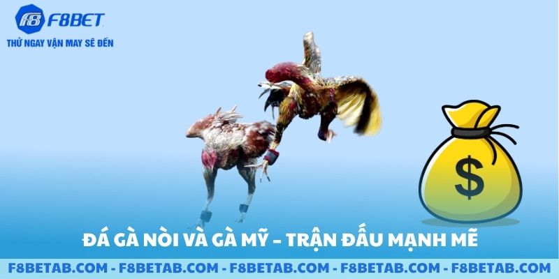 Đá gà nòi và gà mỹ trận đấu mạnh mẽ