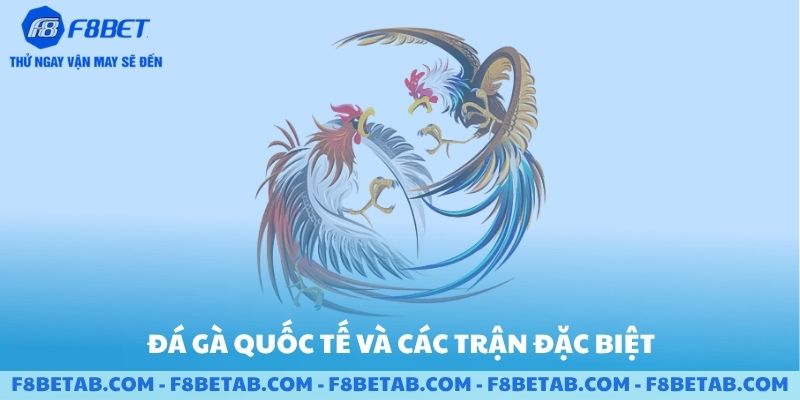 Đá gà quốc tế và các trận đặc biệt F8BET