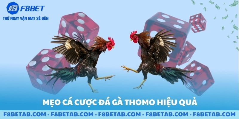 Mẹo cá cược đá gà thomo hiệu quả cho người mới